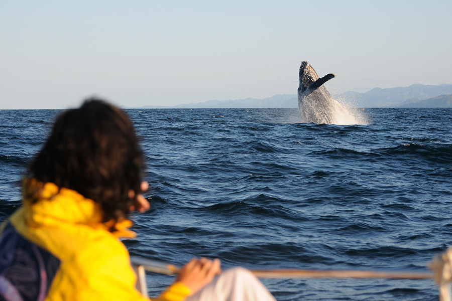 Whale breaching in Sitka Sound