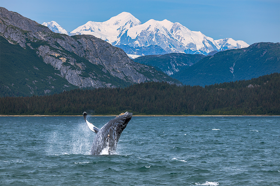 Whale breaching in Sitka Sound